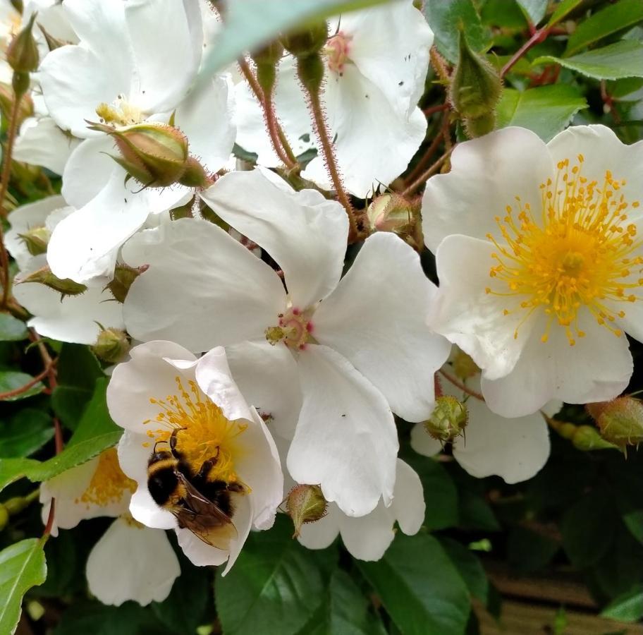 Amberly House Rotorua B&B 외부 사진
